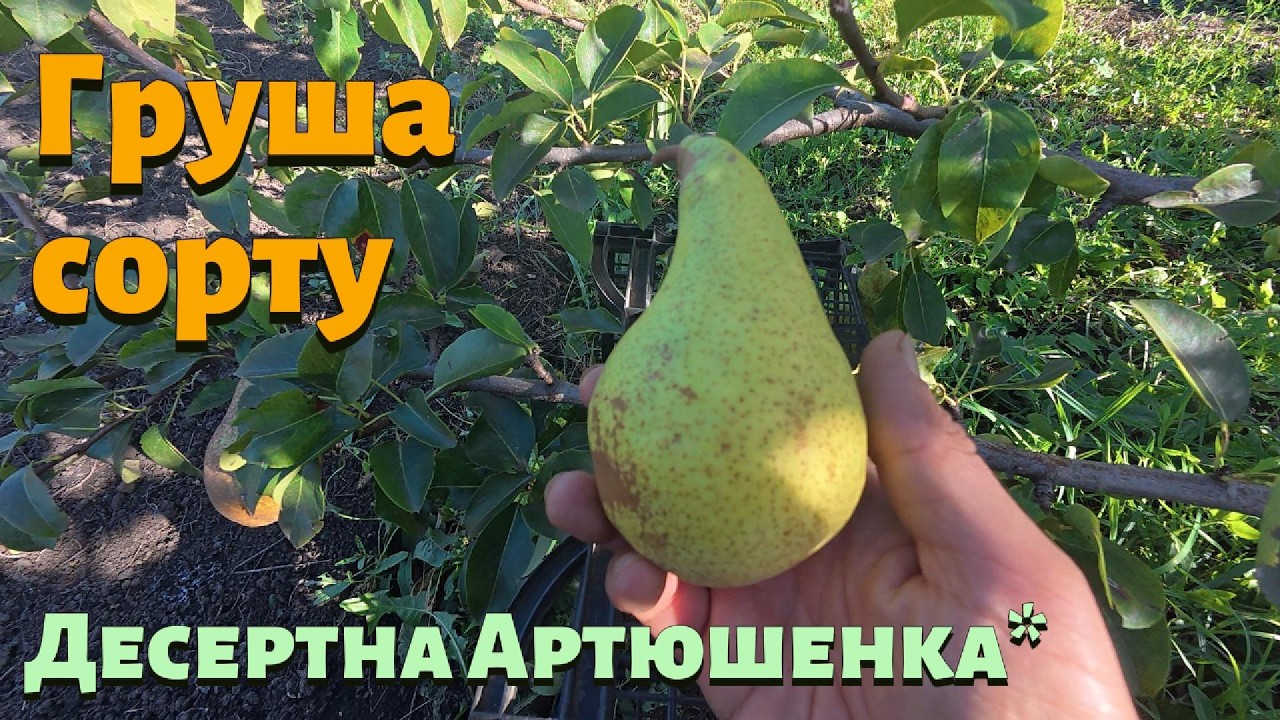 Огляд груші Десертна Артюшенко*