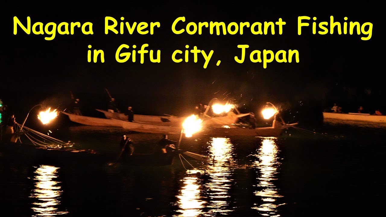 【Japanese tradition】 Gifu Nagara River Cormorant fishing is amazing.