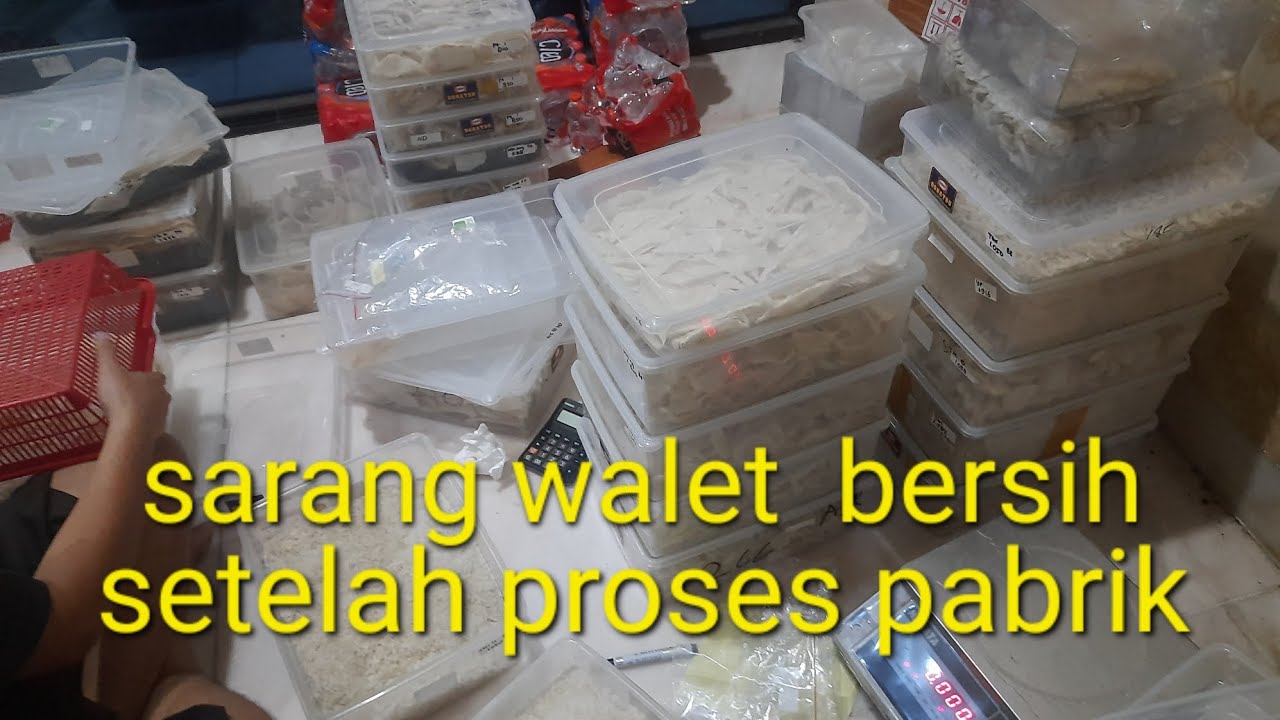Sarang walet bersih setelah proses di pabrik