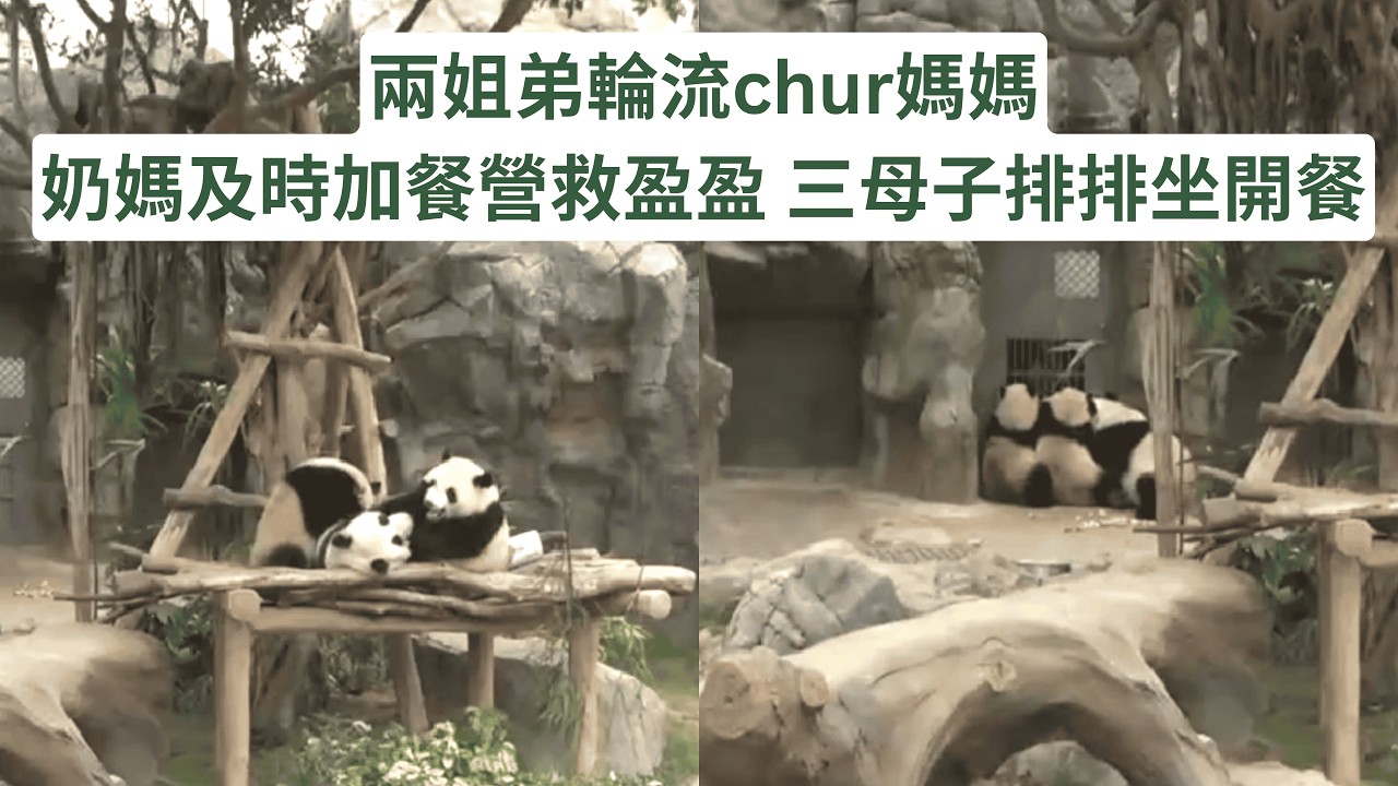 兩姐弟輪流chur媽媽 奶媽及時加餐營救盈盈 三母子排排坐開餐 #panda #cutepanda #熊貓 #香港