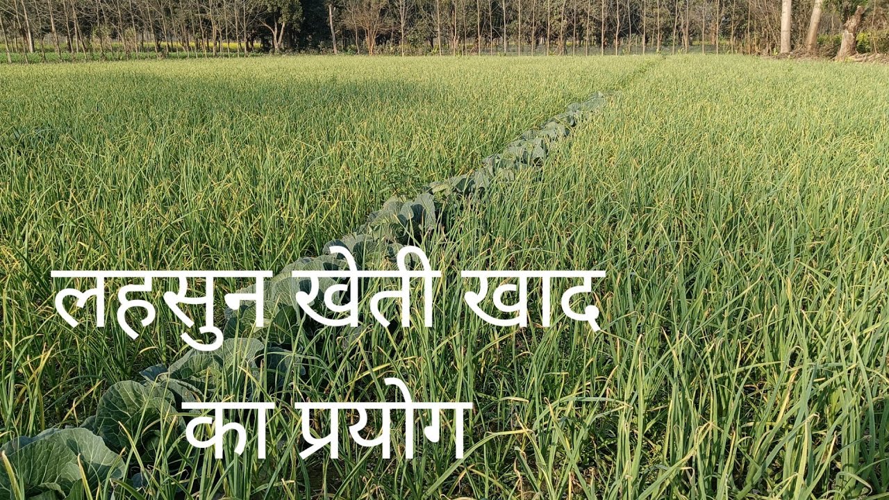 लहसुन खेती खाद का प्रयोग