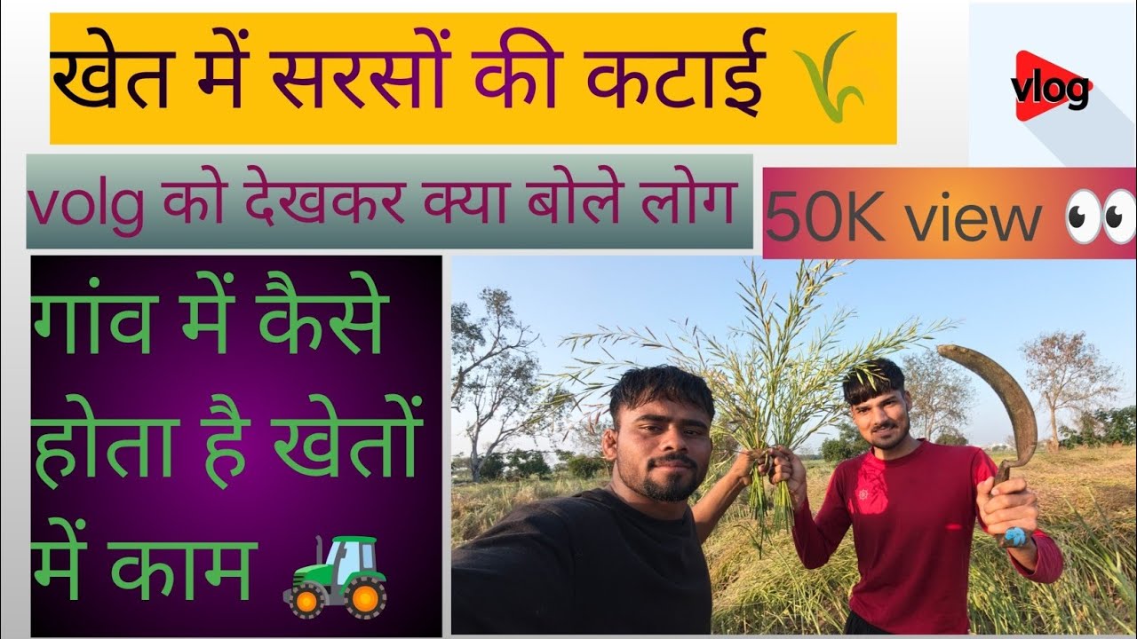 खेतों में काम करते हुए बनाया vlog 🤗 सरसों की कटाई 🌾 करते हुए 