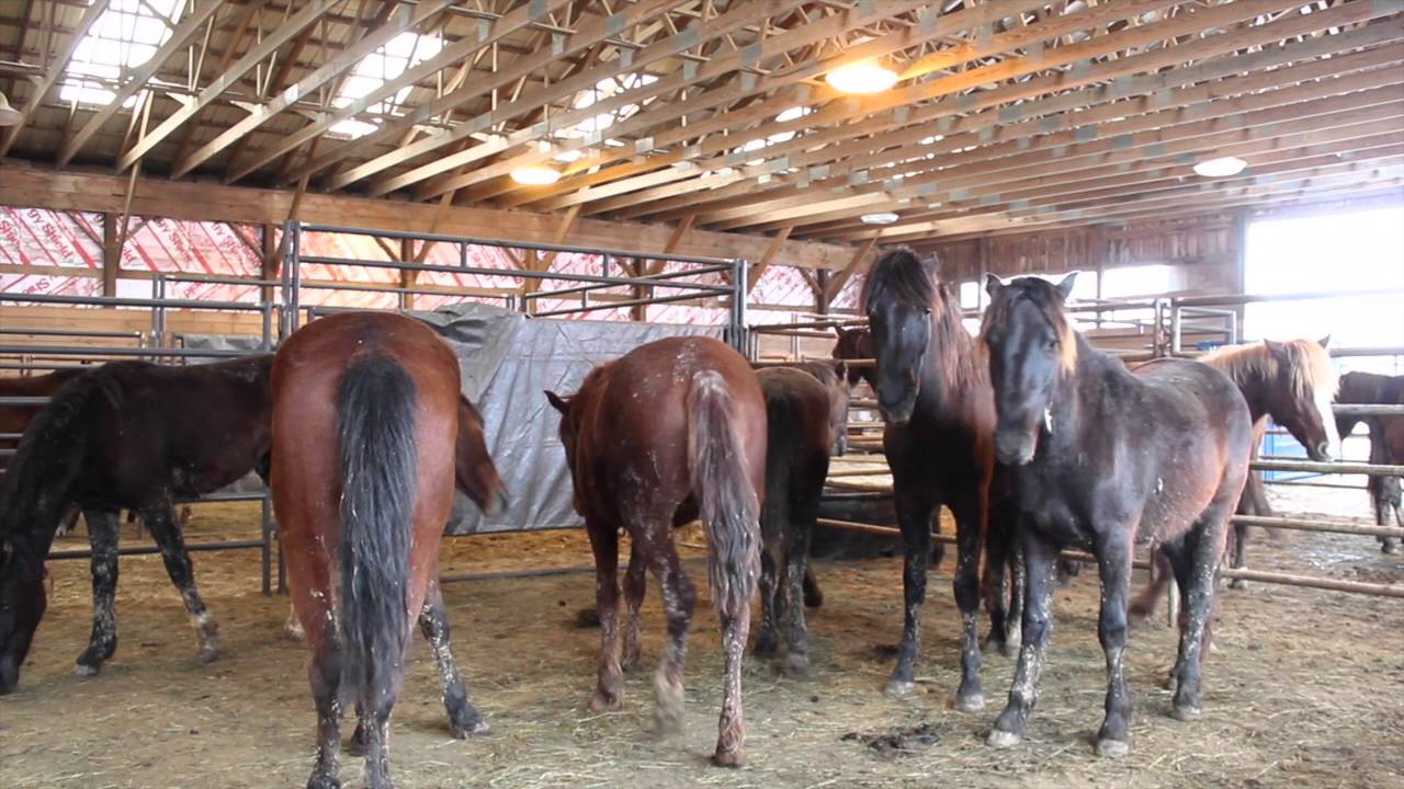 The Mustang's Story: A Wild Horse Documentary