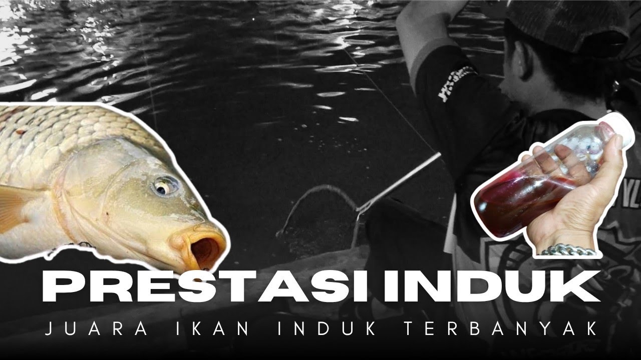 Viral Terbaru! NGOPLOS ESSEN LANGSUNG TES DI EMPANG HASILNYA LANGSUNG JUARA TOTAL INDUK TERBANYAK