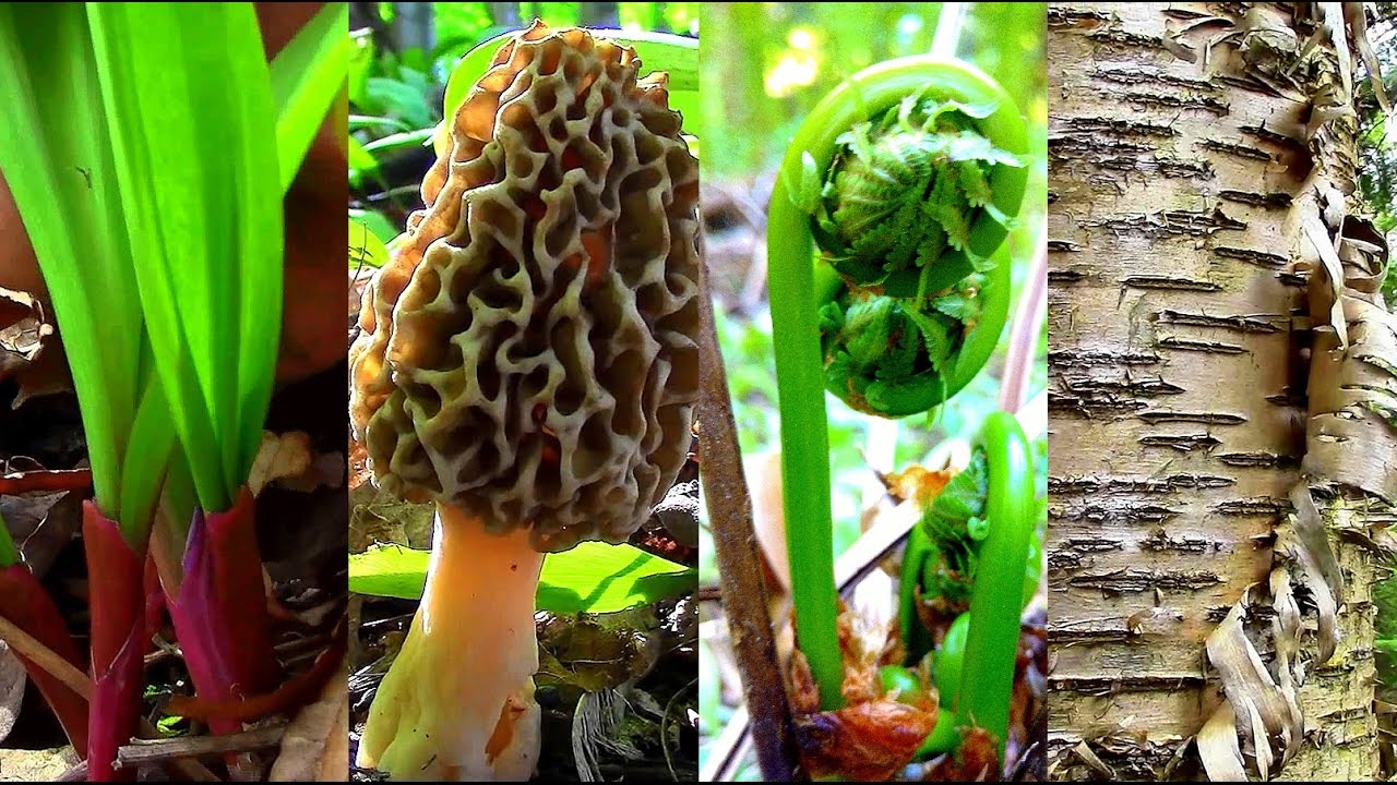 Wild Spring Delicacies- Ramps, Morels, Fiddleheads, Birch Sap