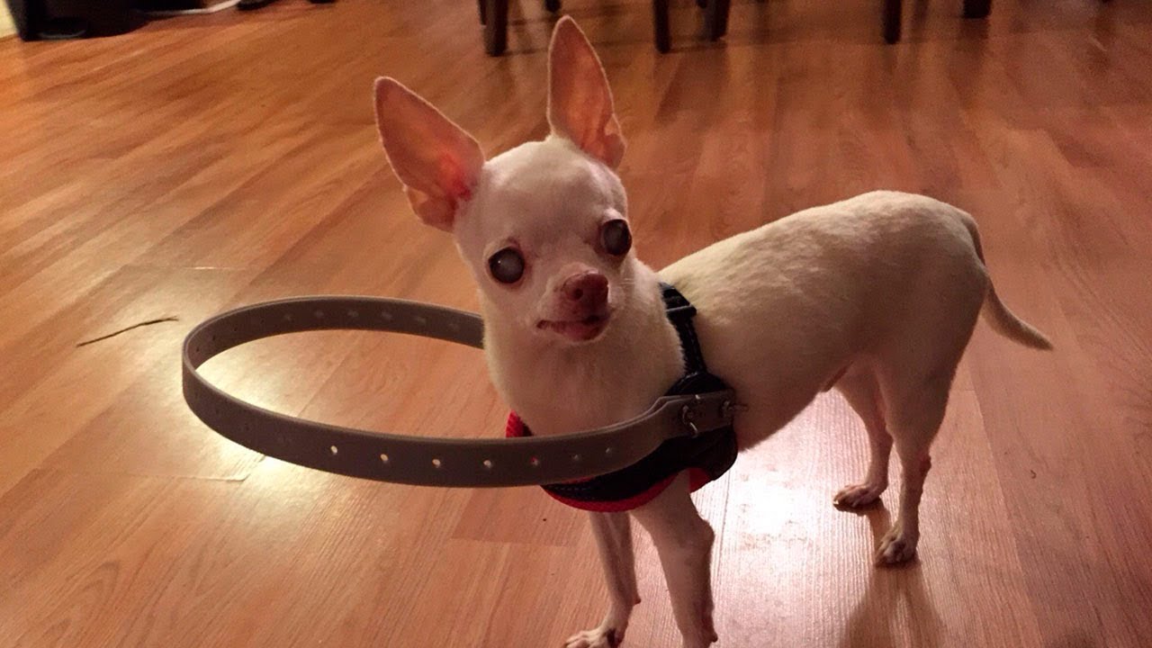 💚 Familia de perro ciego cambia su vida con este dispositivo 🐕