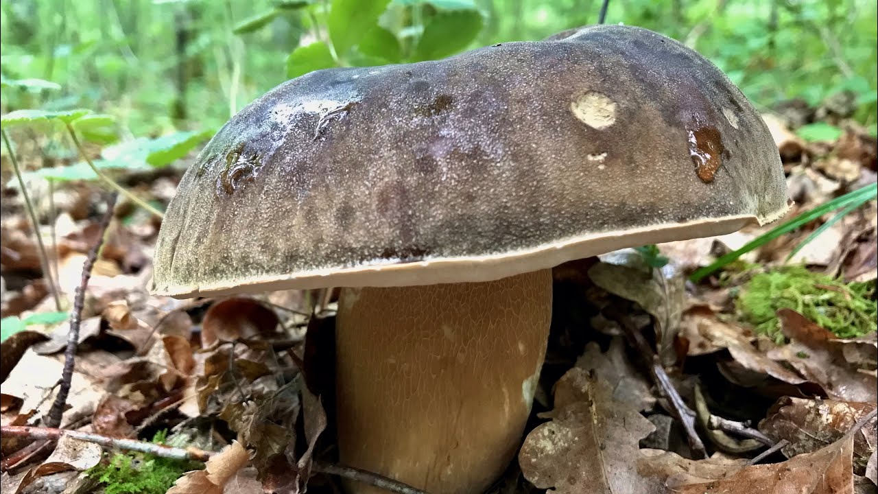 BOLETUS AEREUS Y RETICULATUS EN NAVARRA, 6 de Julio 2021