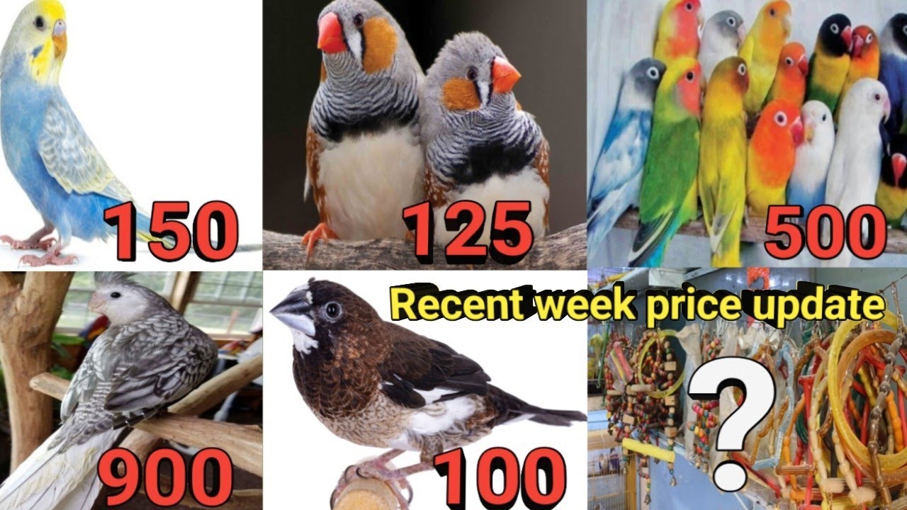 Banaras bird market price update Baheliya tola bird market price update