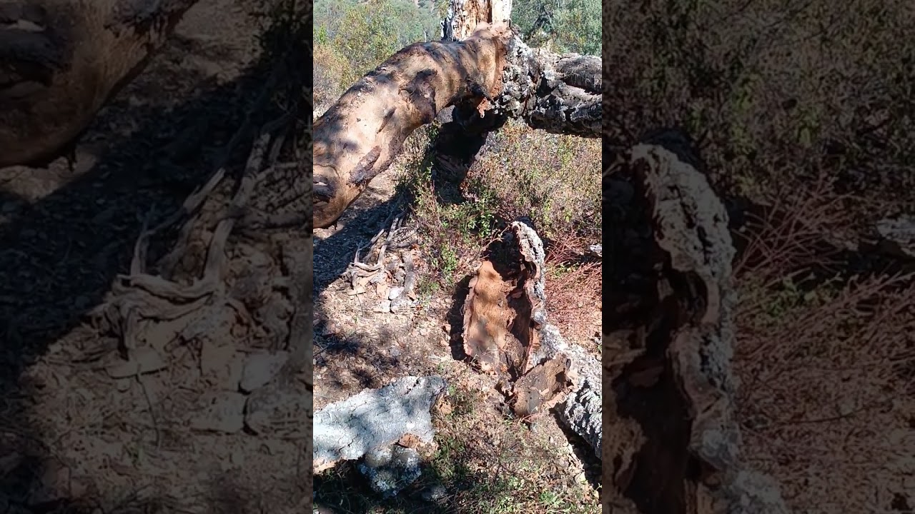un bornizo muy grueso...pena de arbol