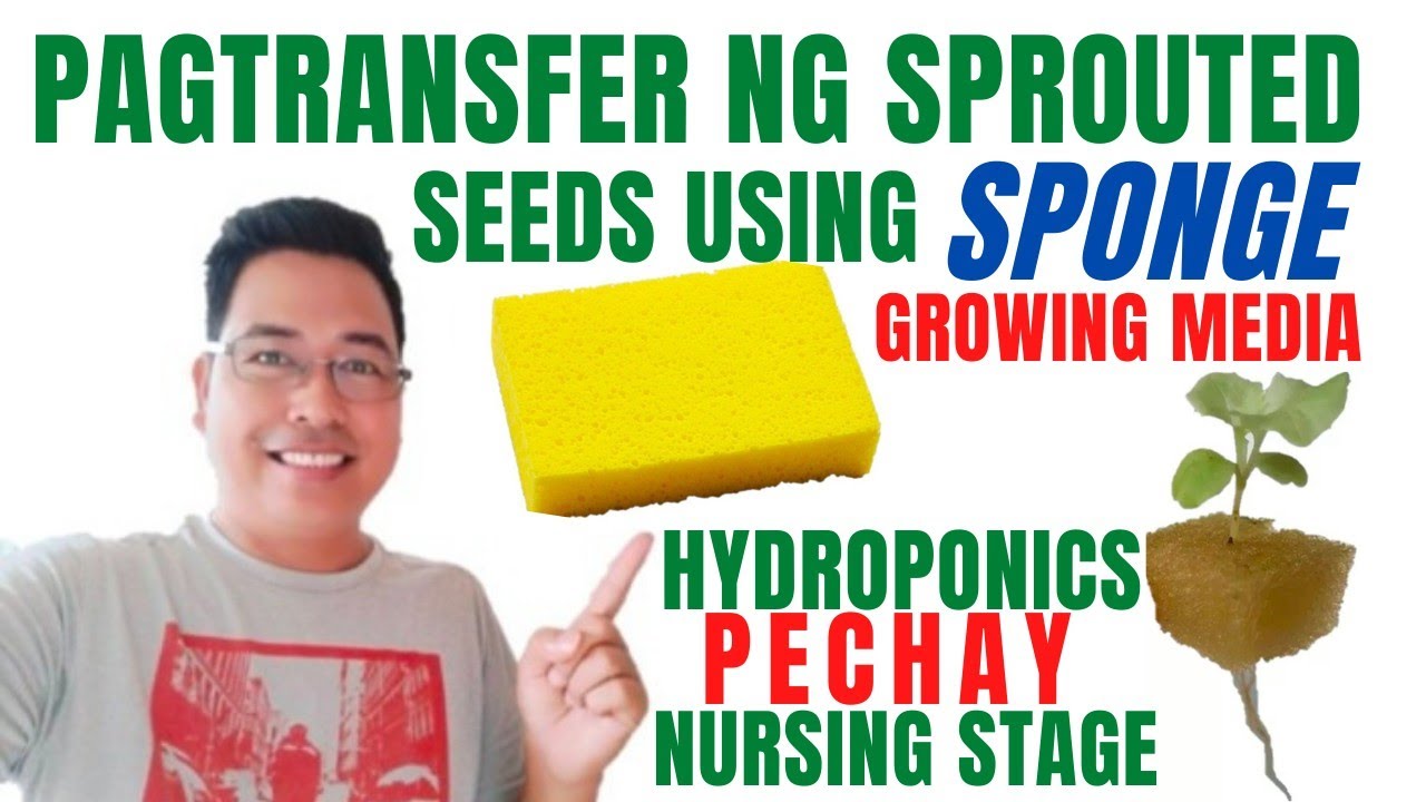Pagtransfer Ng Pechay Seedlings Sa Growing Media Gamit Ang Sponge|Nursing Stage| @AbundanTgaRden_2050