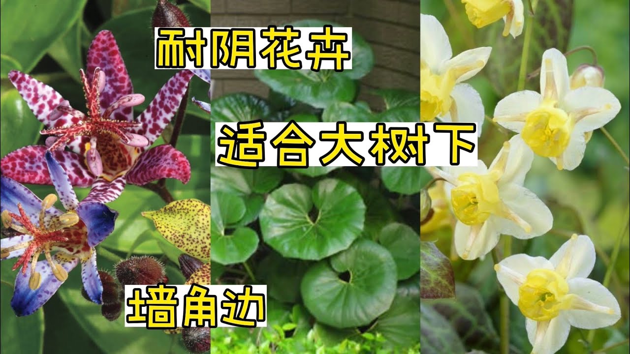 适合大树下，墙角边的耐阴花卉。【莎拉养花】