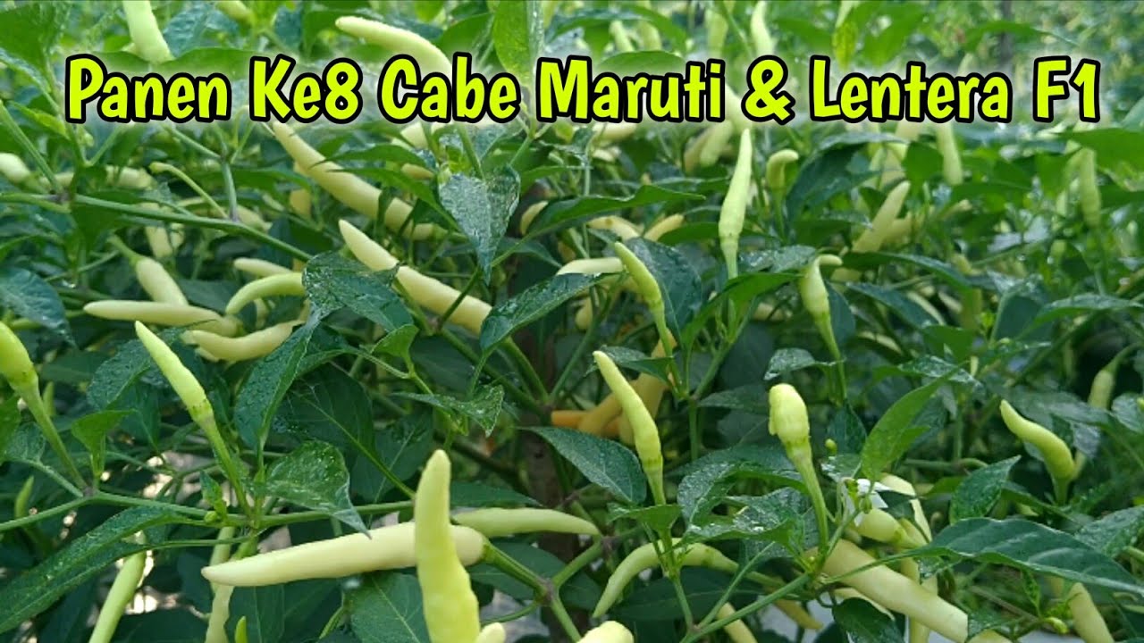 Panen ke8 cabe lentera dan maruti f1