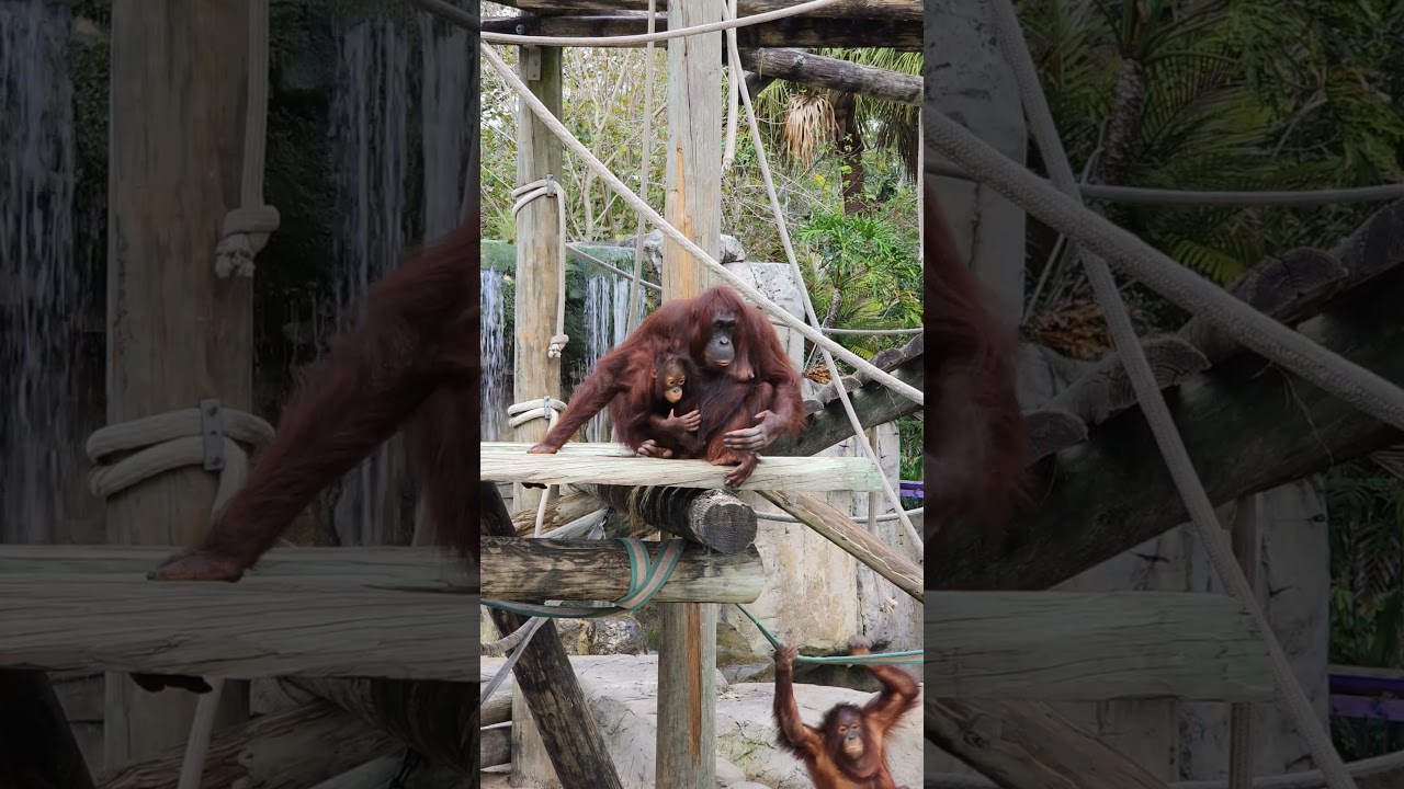 Orangutan and Baby Catching Gift  #naturelovers  #orangutan  #wildlife