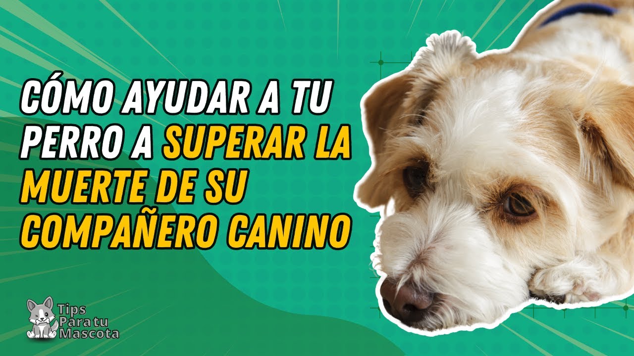 🐾🐶AYUDA A TU PERRO A SPERAR LA MUERTE DE OTRO CAN
