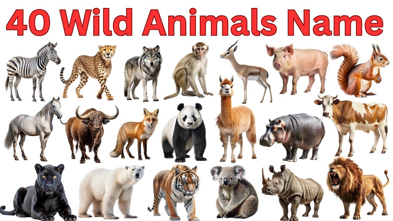  40 जंगली जानवरों के नाम | Learn Wild Animals for Kids In English and Hindi | Kids Learning Video 