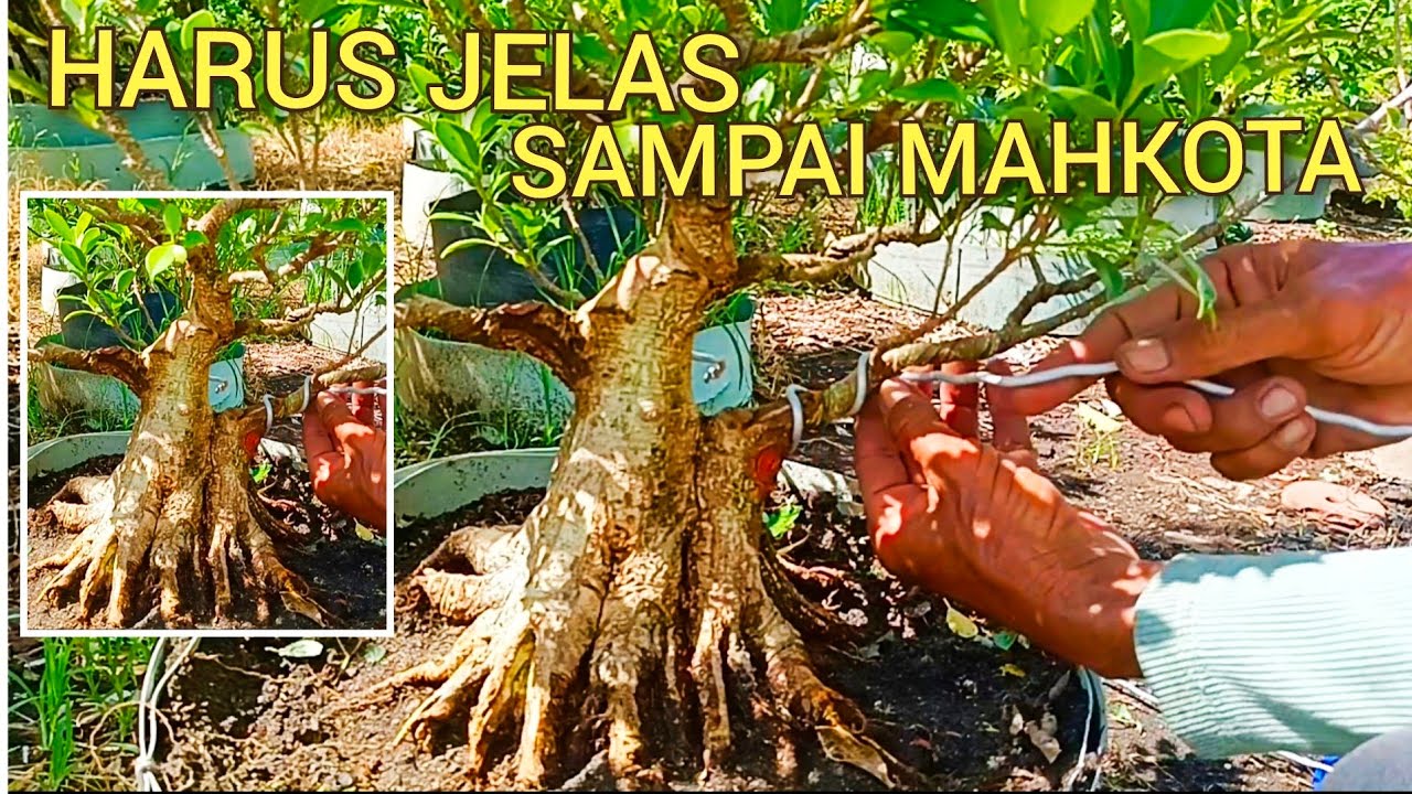 BONSAI KIMENG, LAKUKAN KEMBALI, TAMPILPROSPEK BISA TANPA KAWAT@mahkotabonsai#belajarbonsai#kimeng