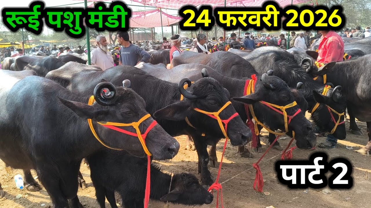 Rui pashu mandi ll 24 फरवरी 2026 ll rui buffalo market ll रूई पशु मंडी ll pashu mandi ll सस्ती भैंस 