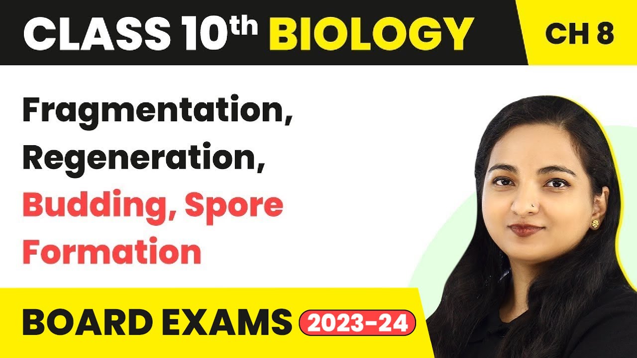 Fragmentation, Regeneration, Budding, Spore Formation | Class 10 Biology Chapter 8