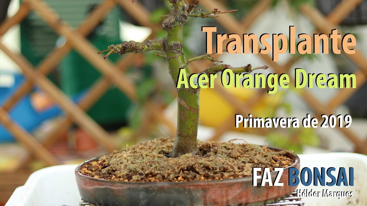 Transplante - Acer Orange Dream (Primavera 2019)