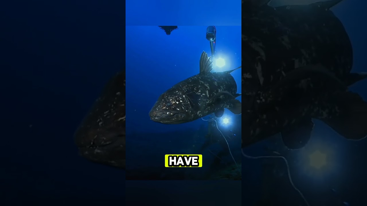 The ‘Extinct’ Fish That Came Back to Life?! 😱 | Coelacanth Mystery