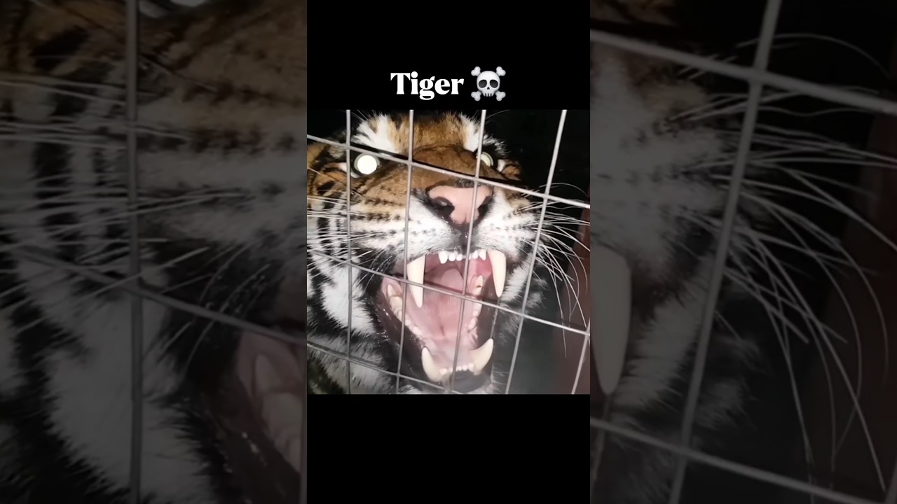 Big Cats Roar💀🥶 | Cheetah , Leopard , Jaguar , Lion , Tiger #sound #lion #tiger #jaguar #leopard
