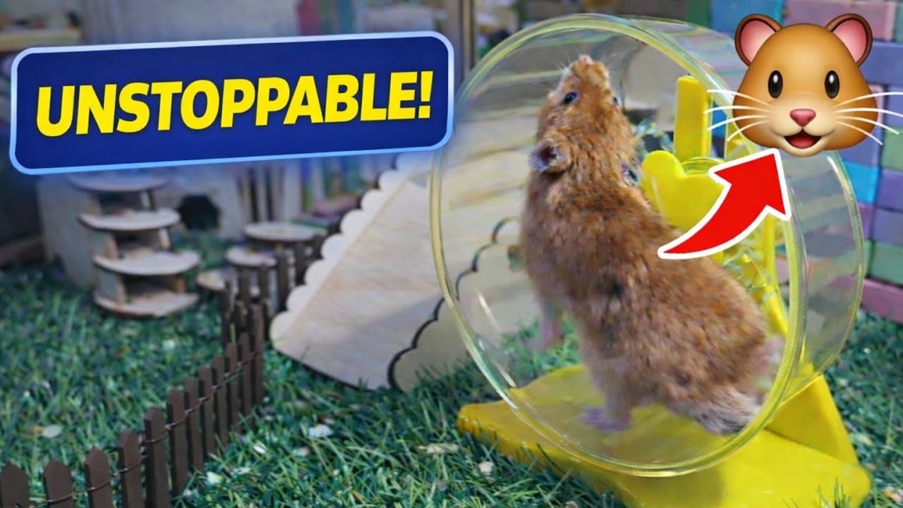 Backyard Adventures with My Energetic Hamster