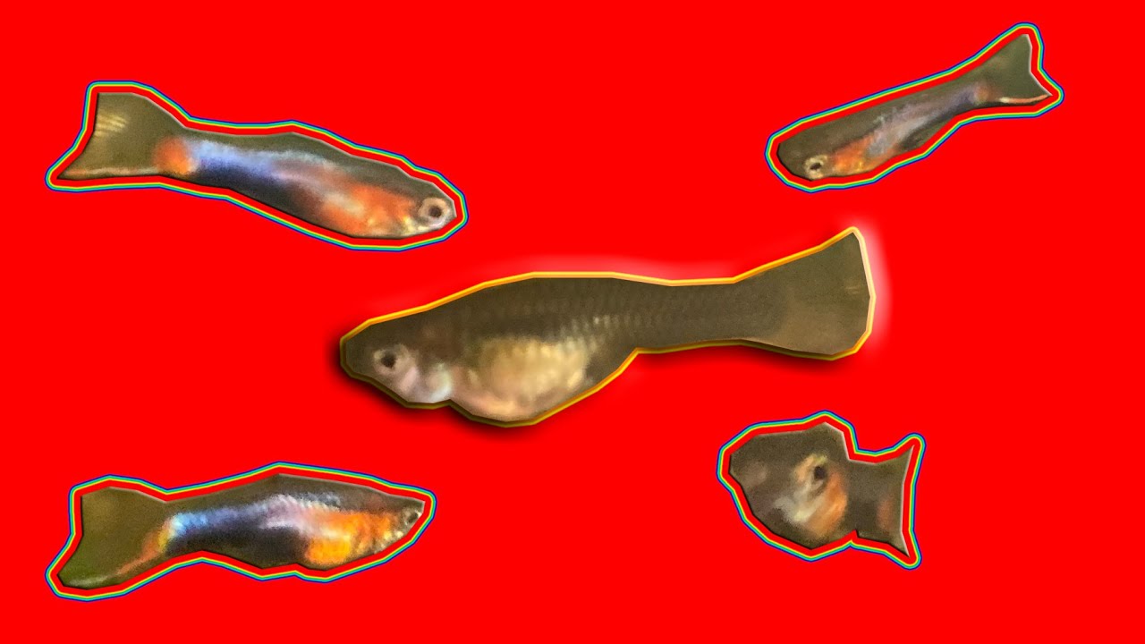 How to Breed Endlers
