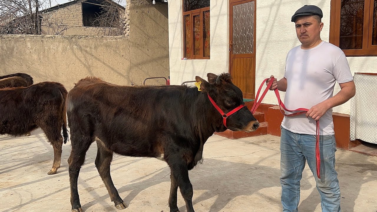 Mana Siz Izlagan G'unojinlar 💥 ~ Ideal G'unojinlar Sotuvda🏅 || Sut Yo'nalishi ✅
