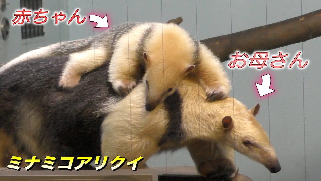 【可愛い動物】アリクイの赤ちゃんが可愛い…ミナミコアリクイの生態（Southern tamandua）