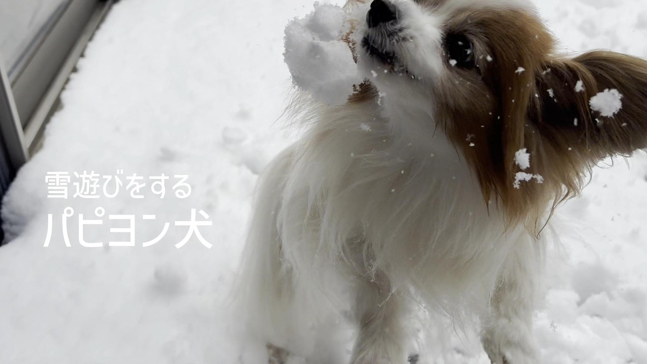 フッカフカの雪遊びを楽しむ可愛すぎるパピヨン犬 #151