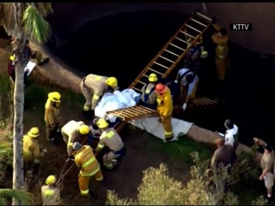 Raw: LA Zoo Worker Falls into Gorilla Habitat