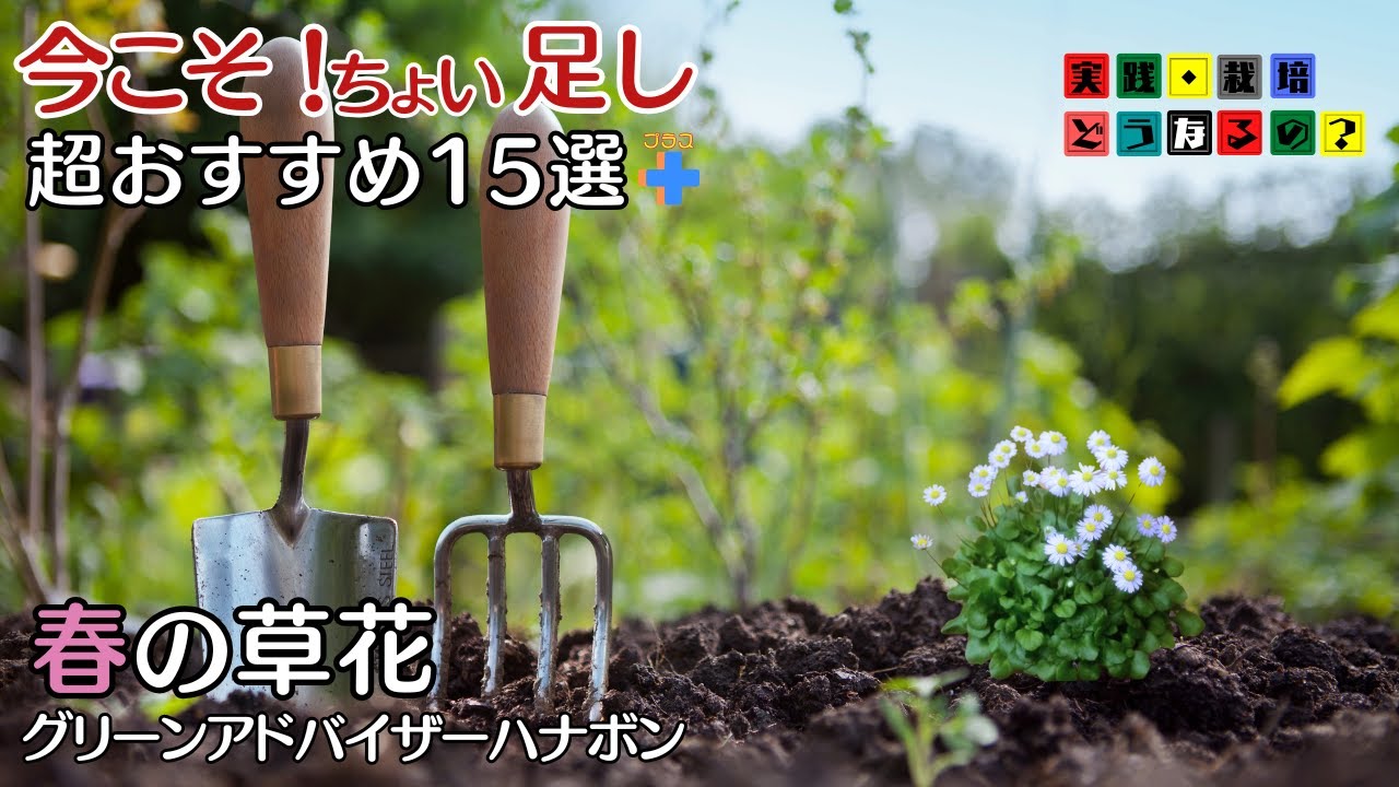 スペースが空いてますよ！もう一株もう一鉢欲しい方今からでも遅くないちょい足しの花15選ご紹介です【ガーデニング】【園芸】グリーンアドバイザーが実践栽培！【植え方・育て方】