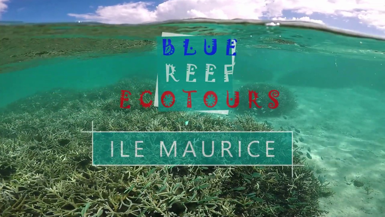 #ilemaurice #reef #nature #love ILE MAURICE BLUEBAY POISSONS CORALLIEN BLUEREEFECOTOURS