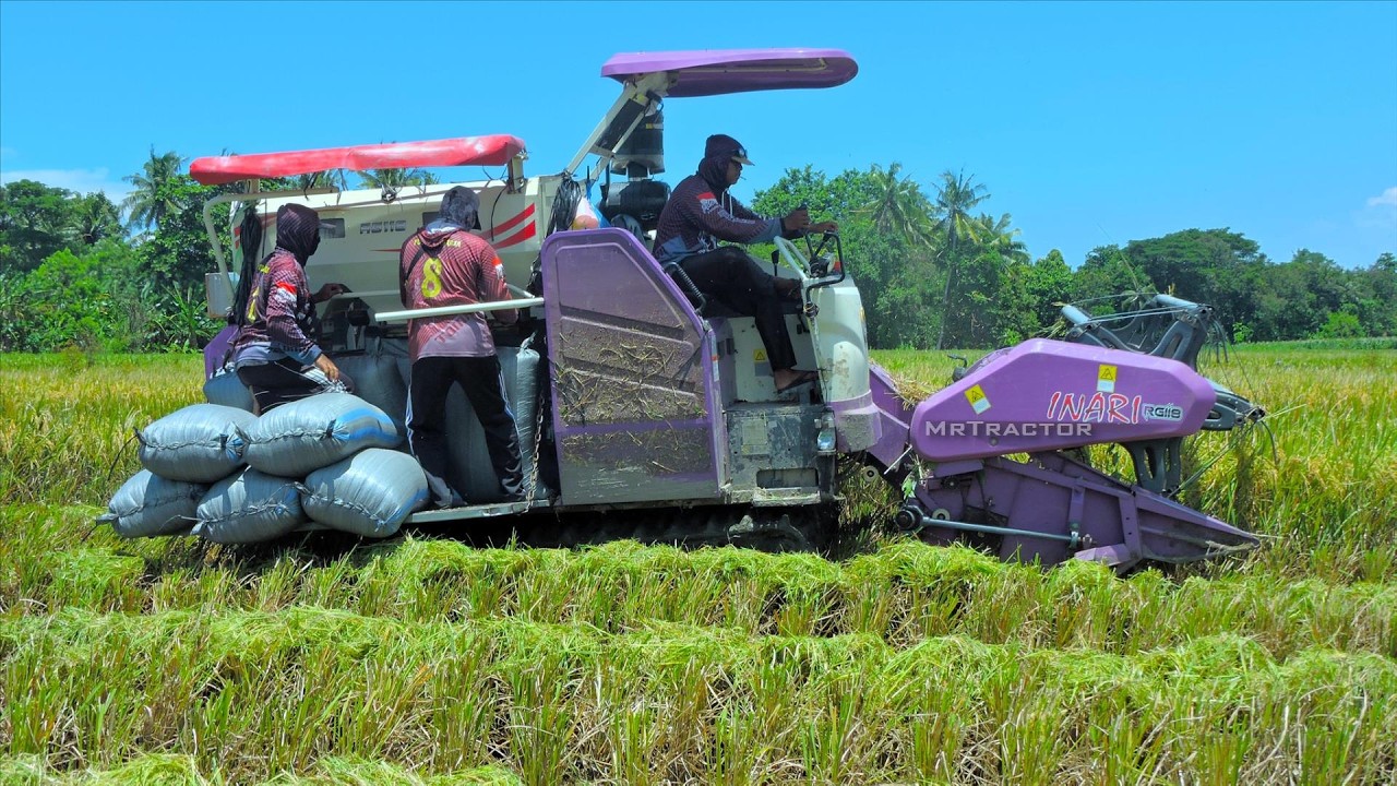 AKSI PANEN PADI KILAT !!! Mesin Combine INARI RG118 Melahap Habis Tanaman Padi Dalam Hitungan Menit