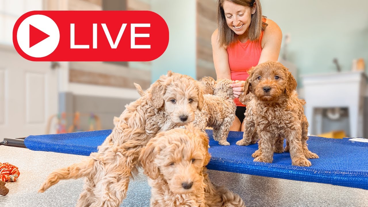 Live Puppy Training: Teaching Goldendoodle Puppies to Navigate Stairs & Uneven Surfaces