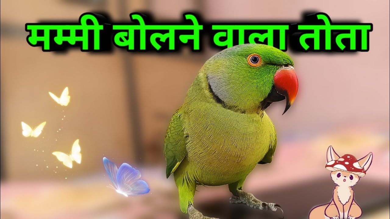 Me mitthu Mummy bolne wala tota - Talking Parrot 