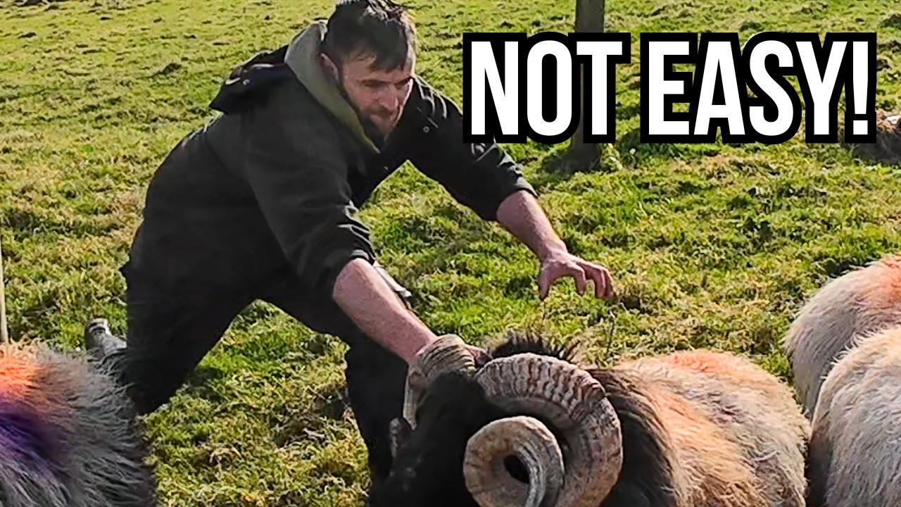 Tackling Rams and Cutting Winter Feed Costs
