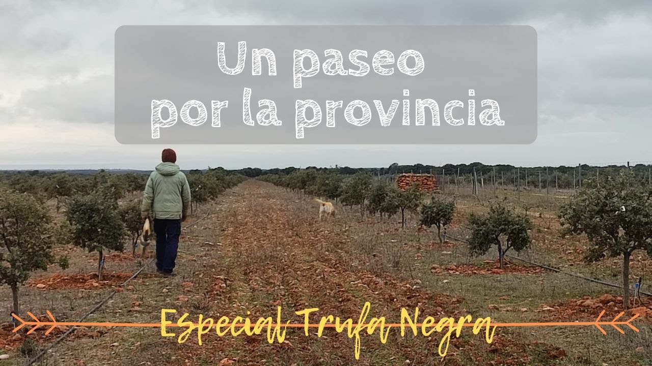 UN PASEO POR LA PROVINCIA | Especial Trufa Negra