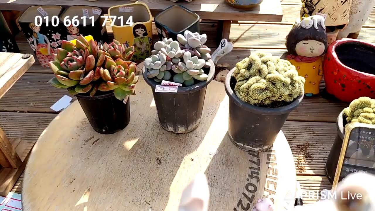 💫실마리다육 라이브 방송