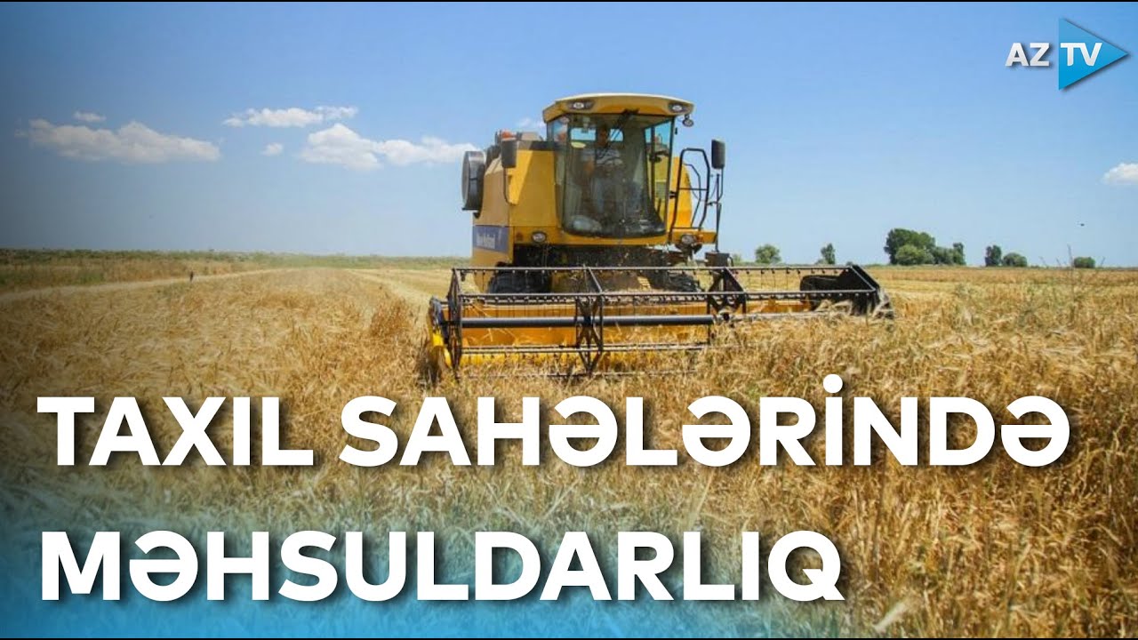Tovuzun taxıl sahələrində yüksək məhsuldarlıq