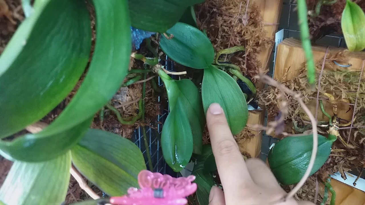 ''Orchid house'' after 2 weeks without me