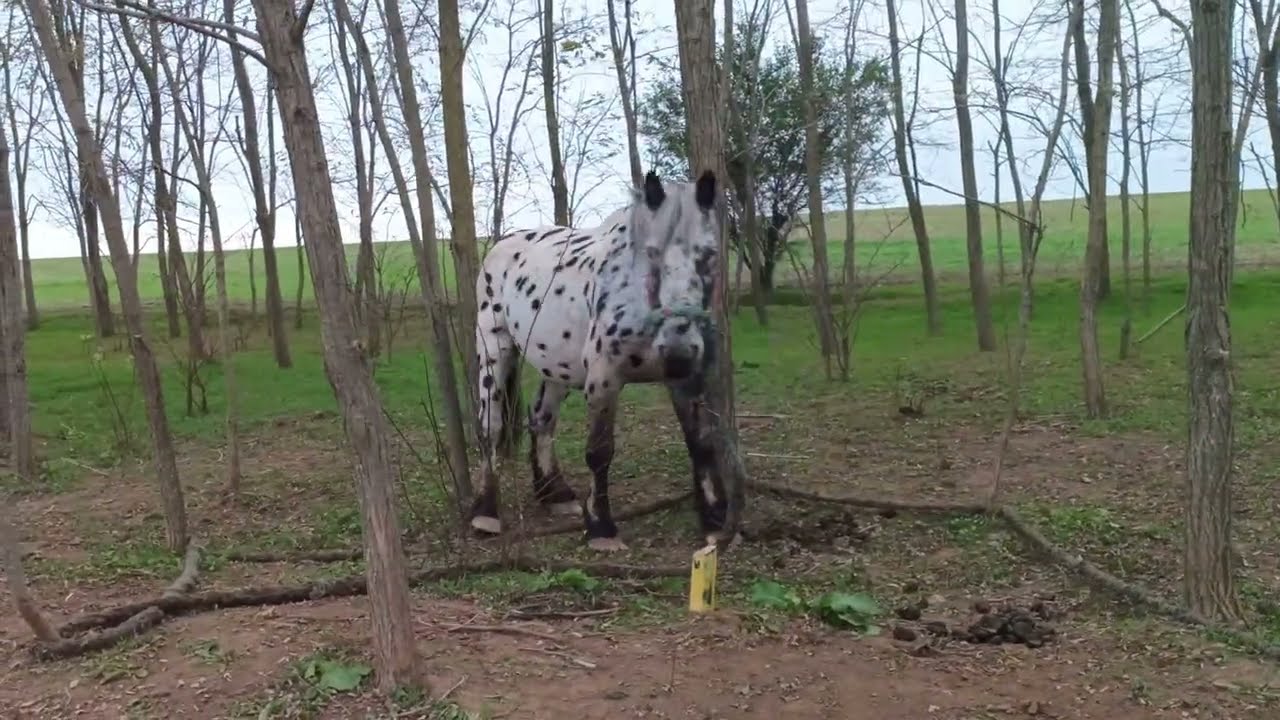 Spotted horse 🐴 "101 Dalmatians" is back / Снова пятнистая лошадь 🐎 в яблоках "101 далматинец" +