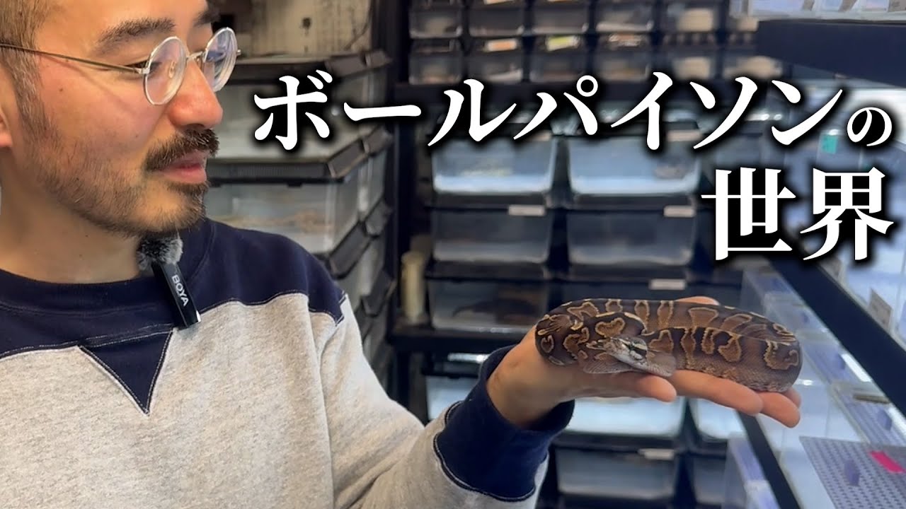う大、ボールパイソンの世界へ