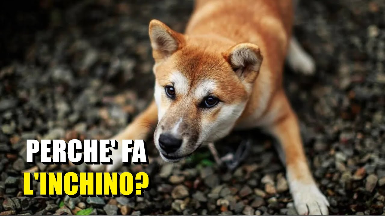 Decifrare il linguaggio canino: cosa significa quando il tuo cane fa l'inchino?