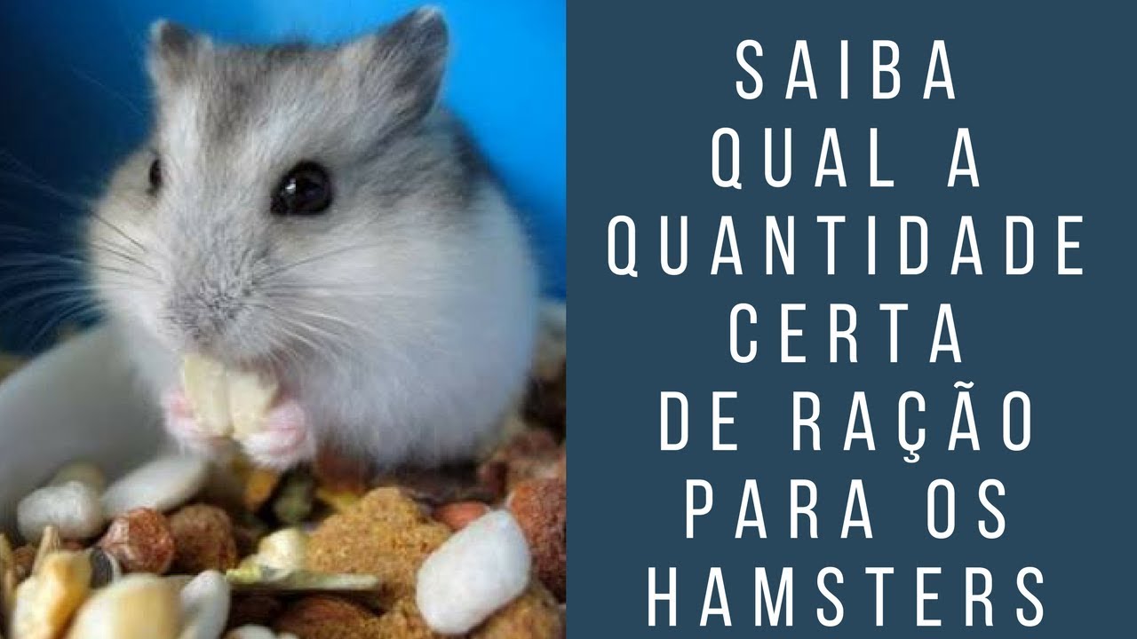 Saiba qual a quantidade certa de ração para o hamster
