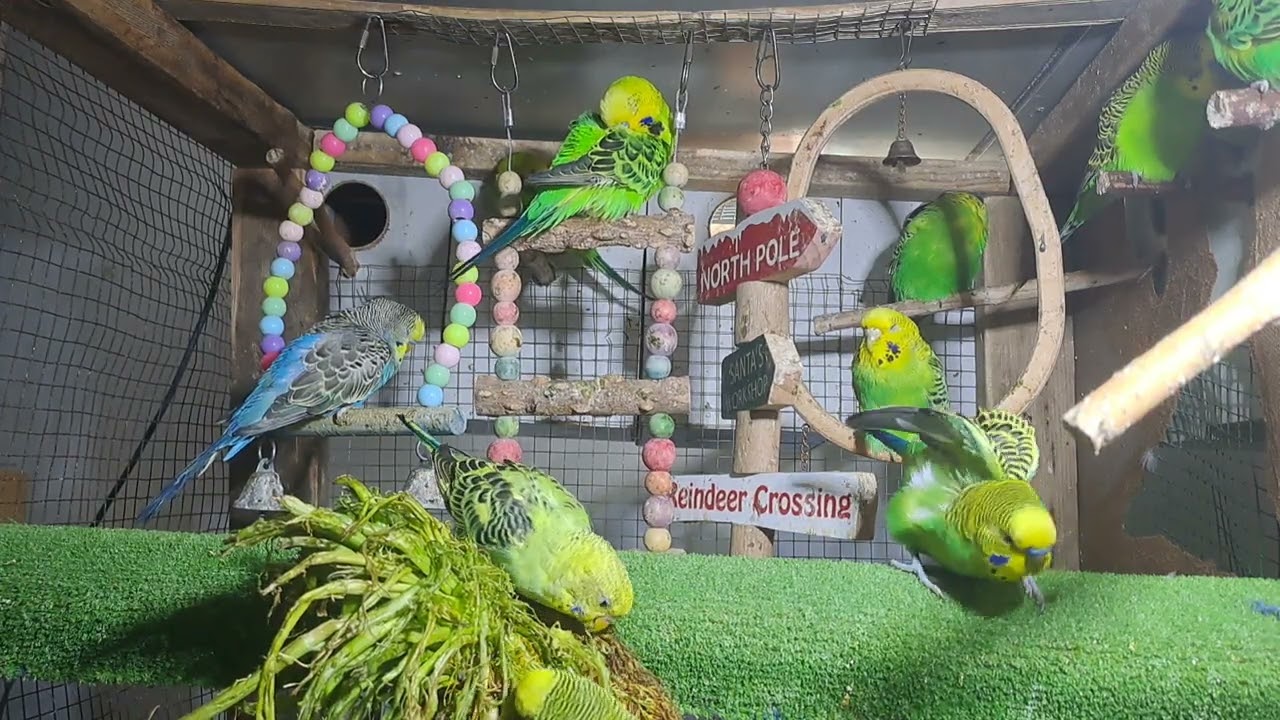 Parrot Chicks in Real Footage