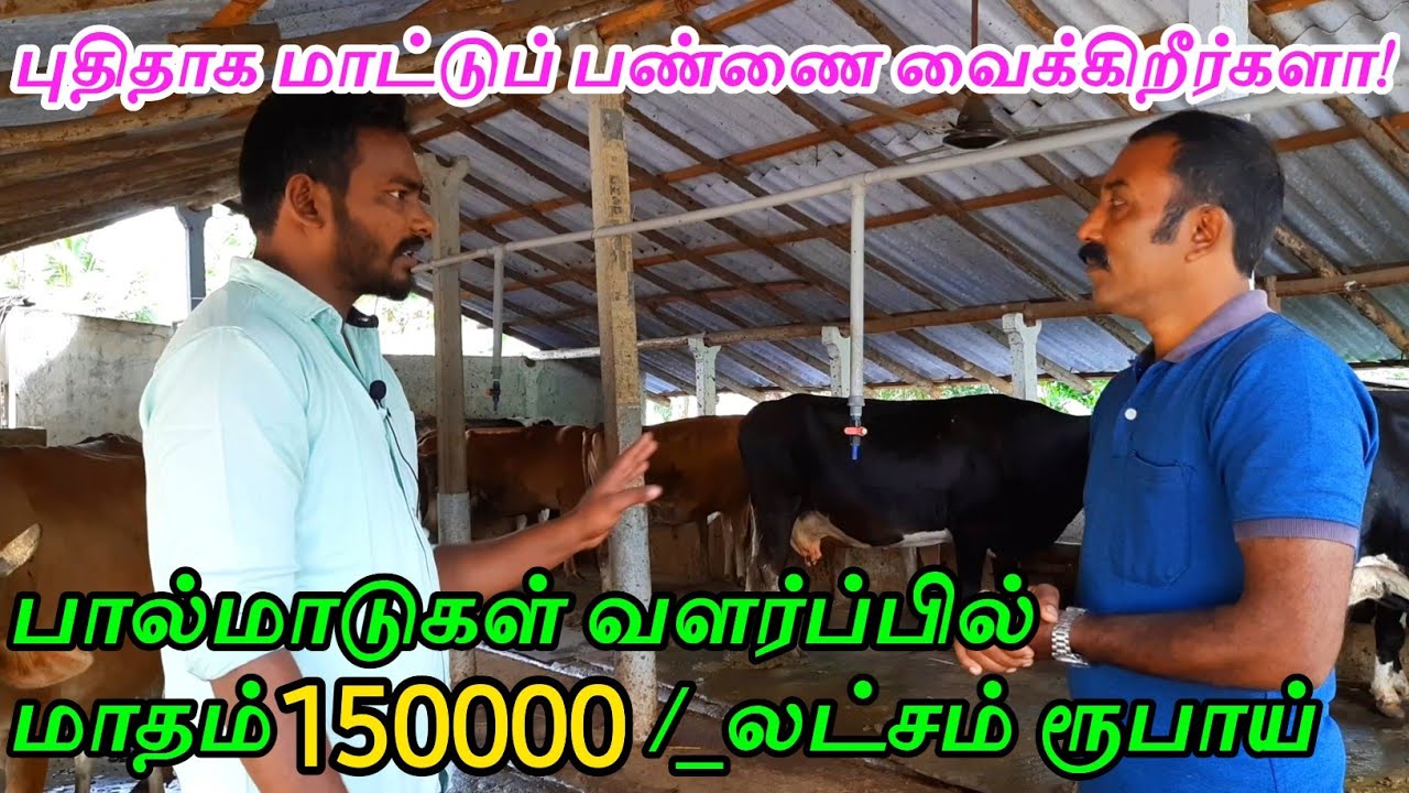 பால் மாடுகள் வளர்ப்பில் தெரிந்து கொள்ள வேண்டியது |Dairy farm|#sgacreation |Tamil |