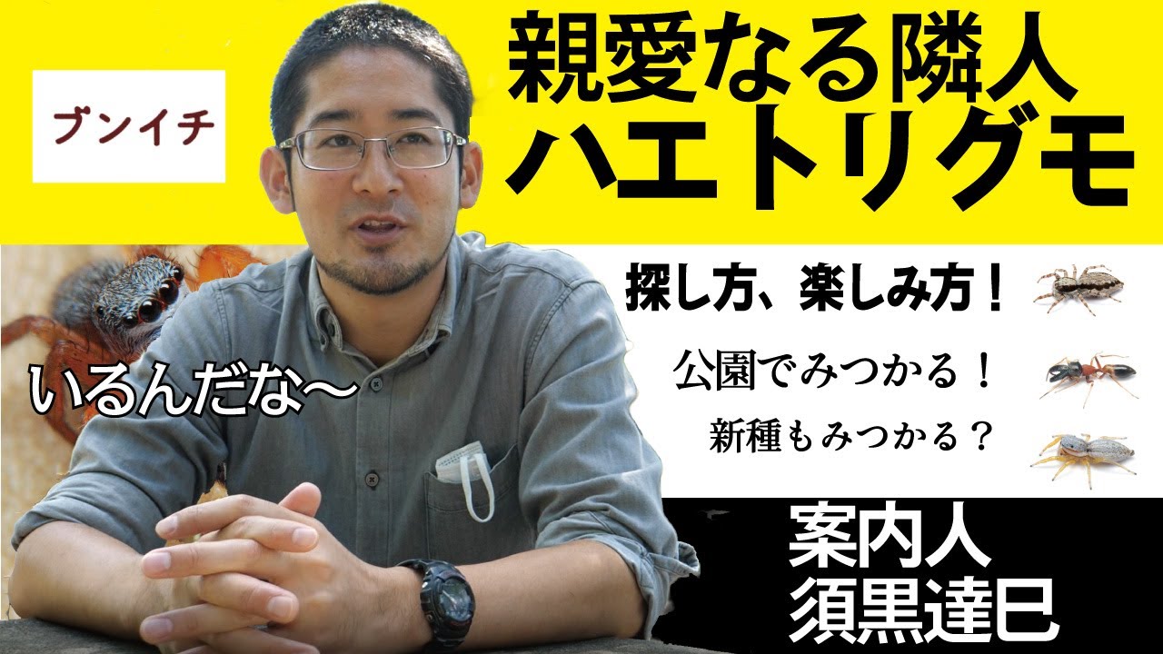 【生きもの観察】身近な公園で新種も見つかる！？須黒達巳流ハエトリグモ探しの楽しみ方