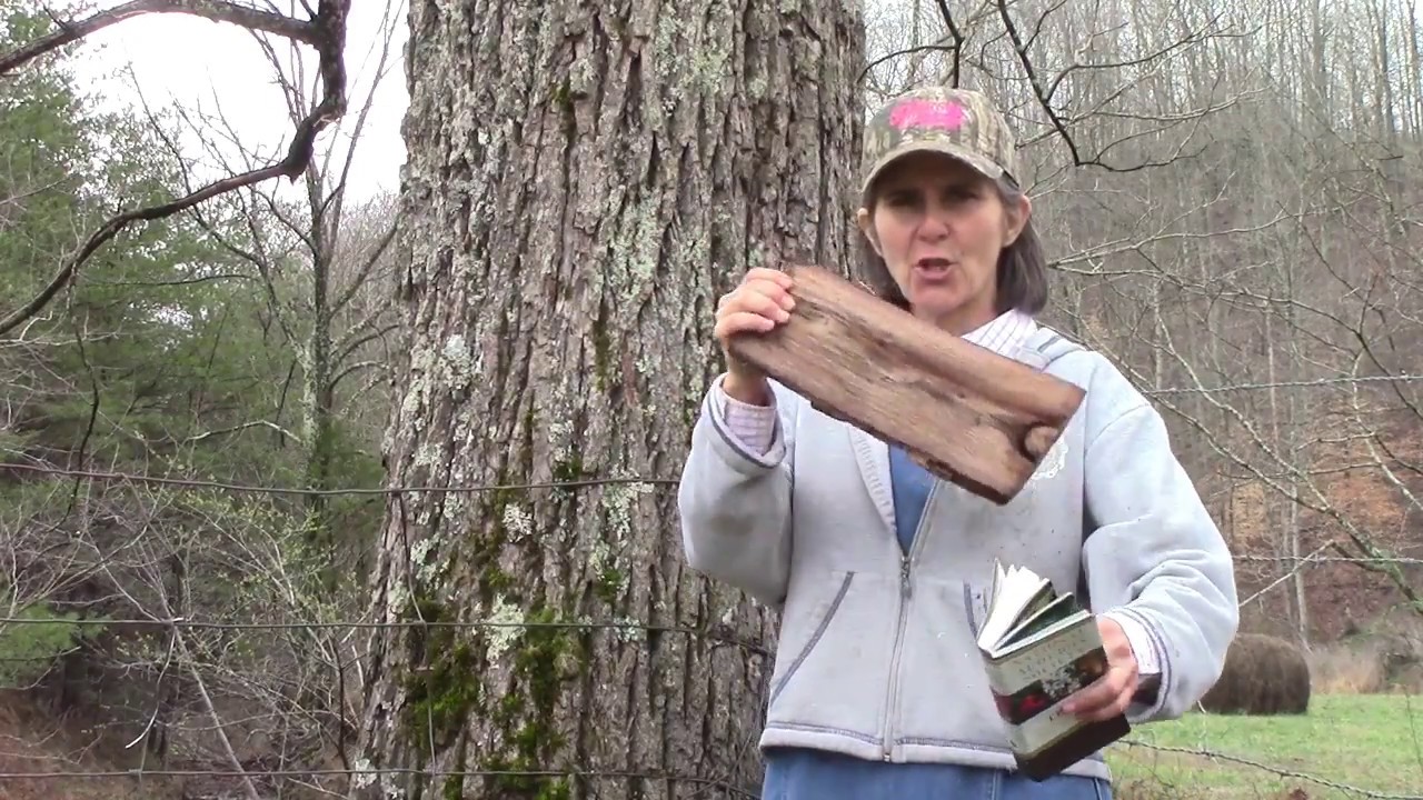 Trees of Kentucky