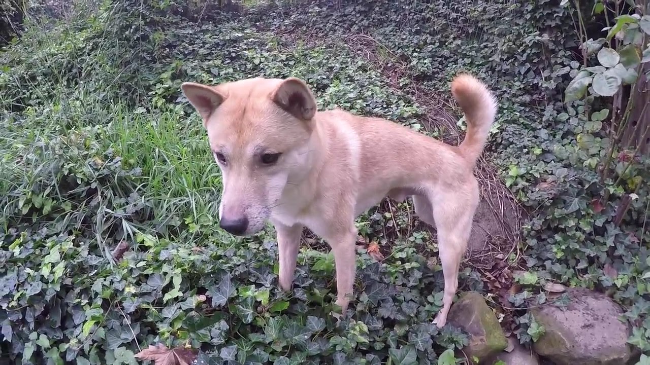 Kishu Ken catches (almost) every treat.